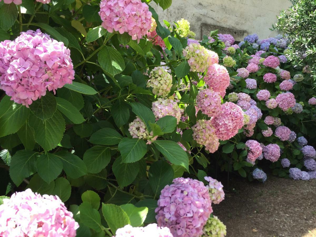 Domaine De Brousson Bed & Breakfast La Tour-sur-Orb ภายนอก รูปภาพ